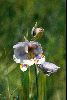 <em>Gladiolus bullatus</em>